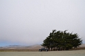arbres